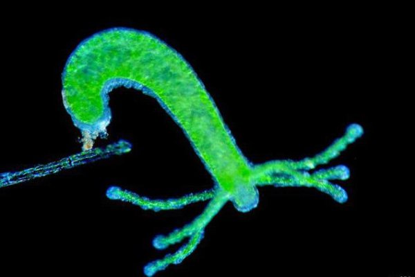 Даркнет заказ