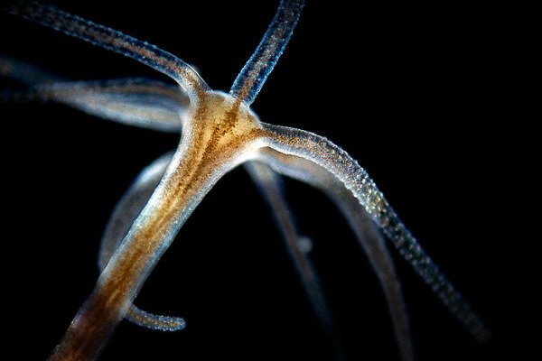 Кракен перестал работать