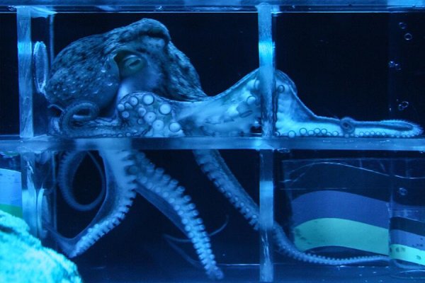 Не получается зайти на кракен